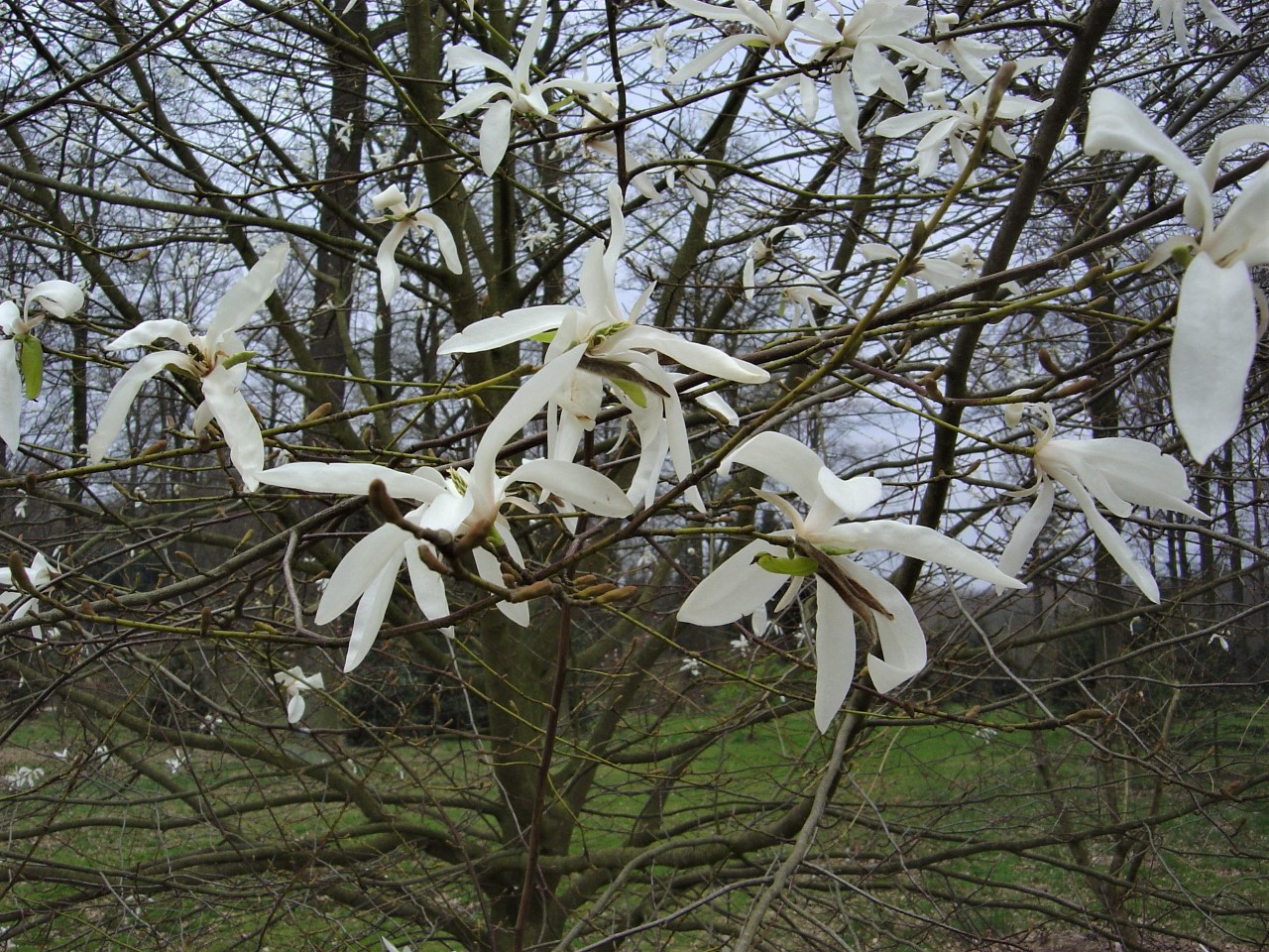 magnolia salicifolia